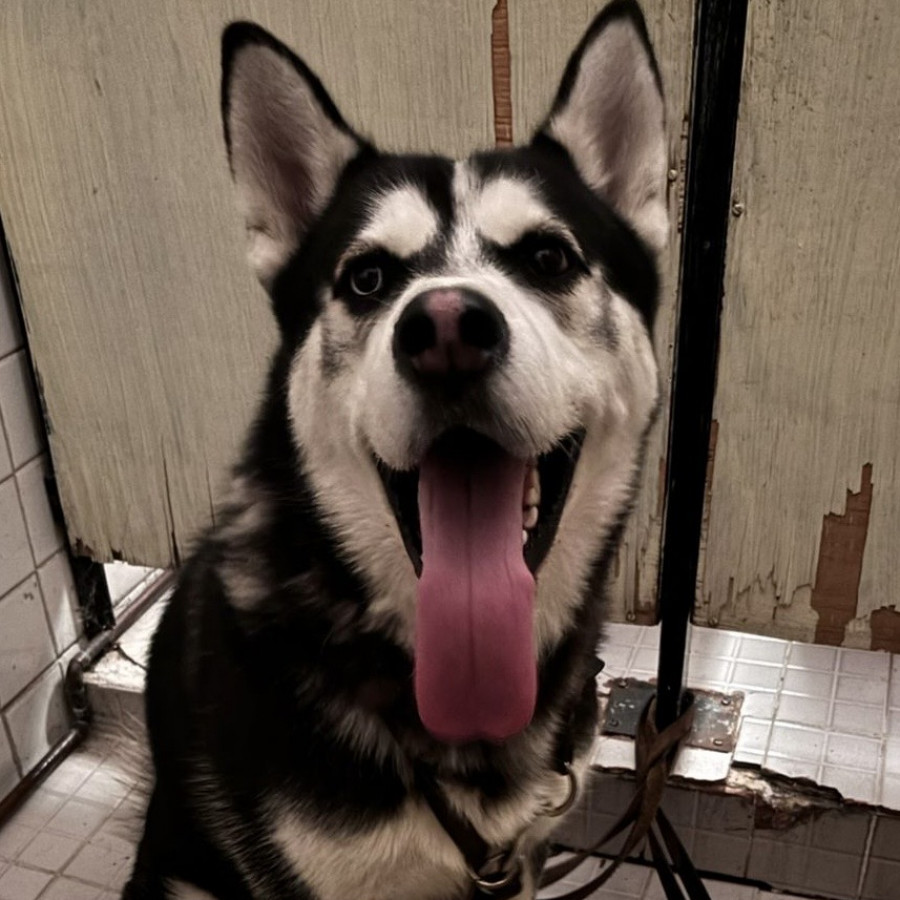 | Raza Husky Siberiano | Final Feliz