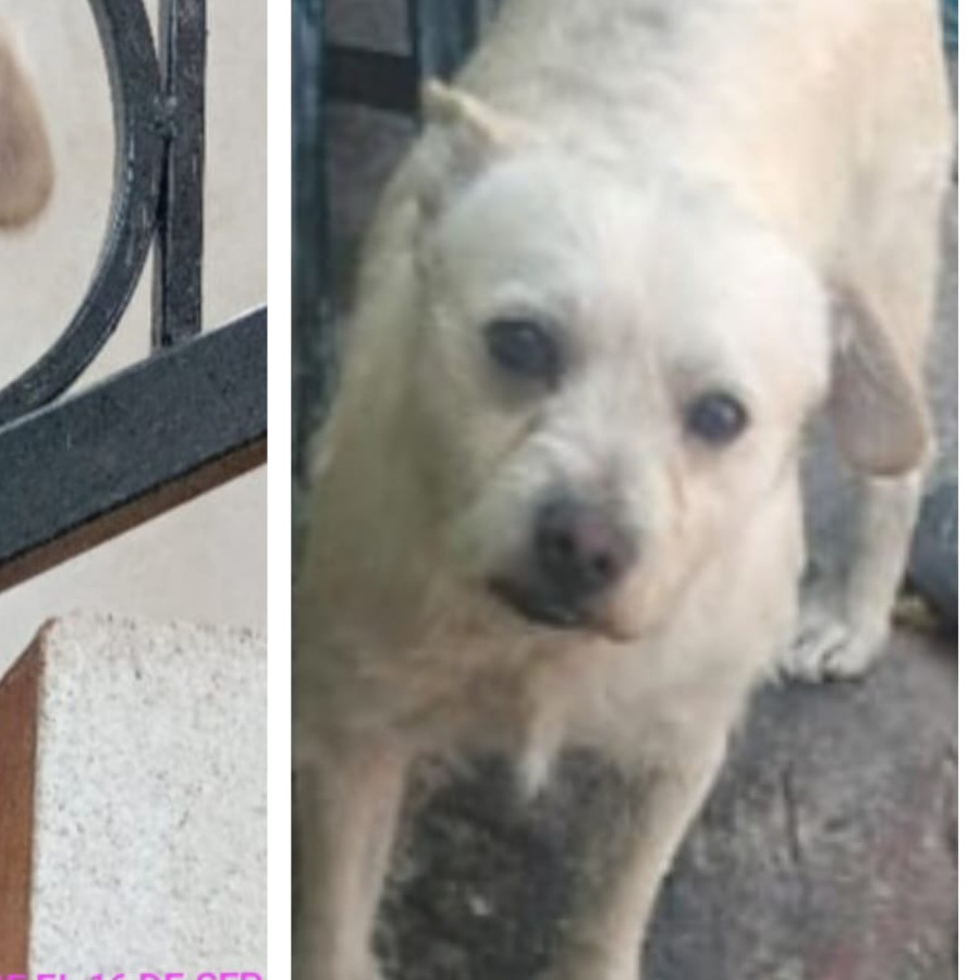 COOKIE | Raza Mestizo | Perdido