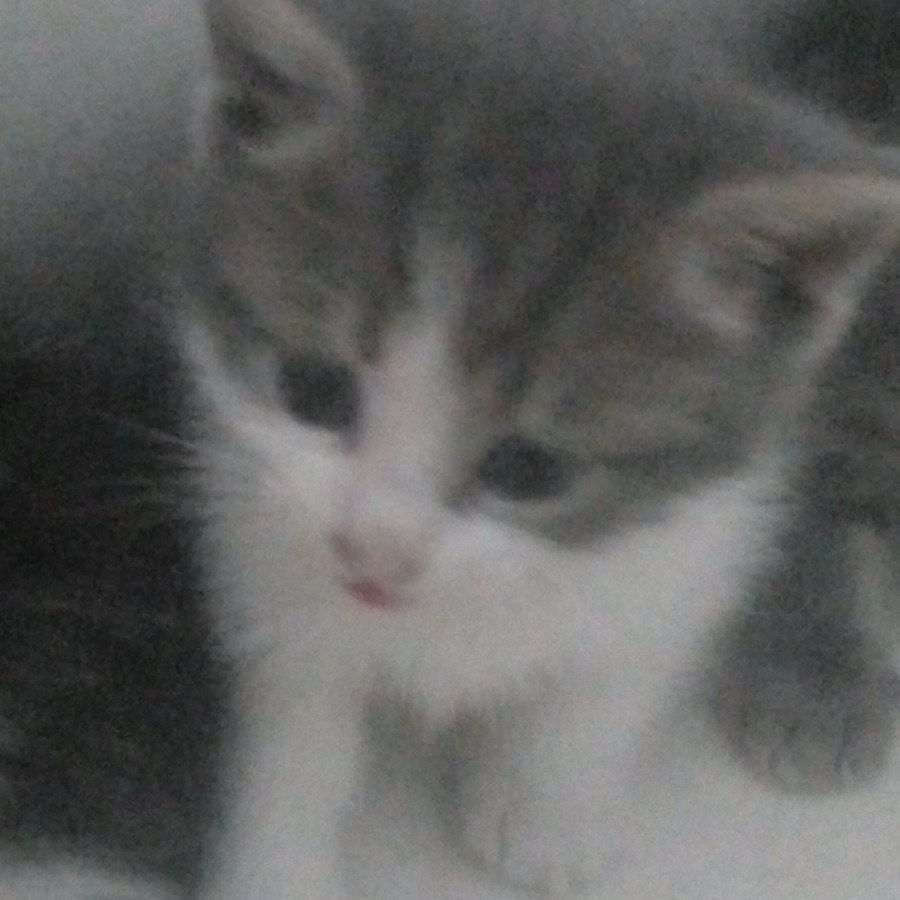 CURIOSIN | Raza Doméstico Americano de pelo semilargo | En Adopción