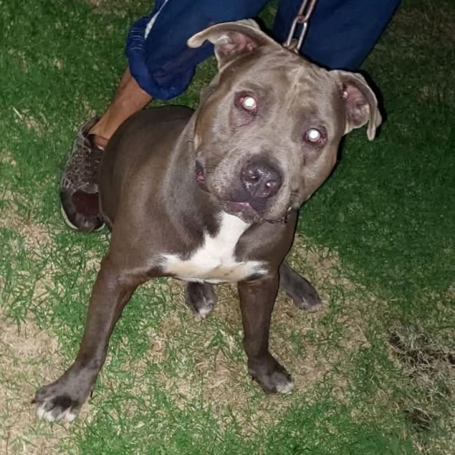 LUKA | Raza American Pitbull Terrier | Final Feliz