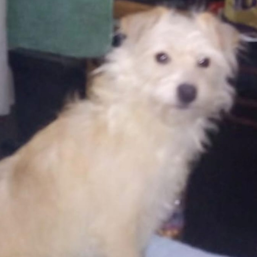 BOLO | Raza Mestiza | Perdida