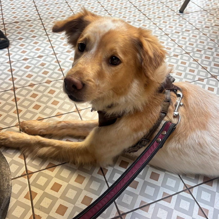 GAMBO | Raza Mestizo | Final Feliz