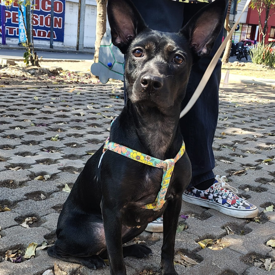 LÚA | Raza Mestiza, cruza de Pug con Bulldog Francés | Perdida