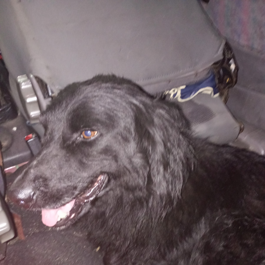  | Raza Mestizo, posible cruza de Flat Coated Retriever | Encontrado