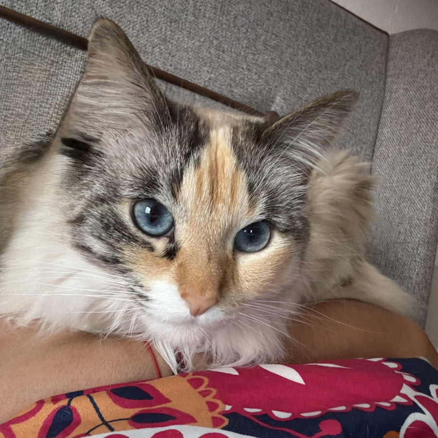 DOLORES | Raza Balinés Punto Calicó | Final Feliz