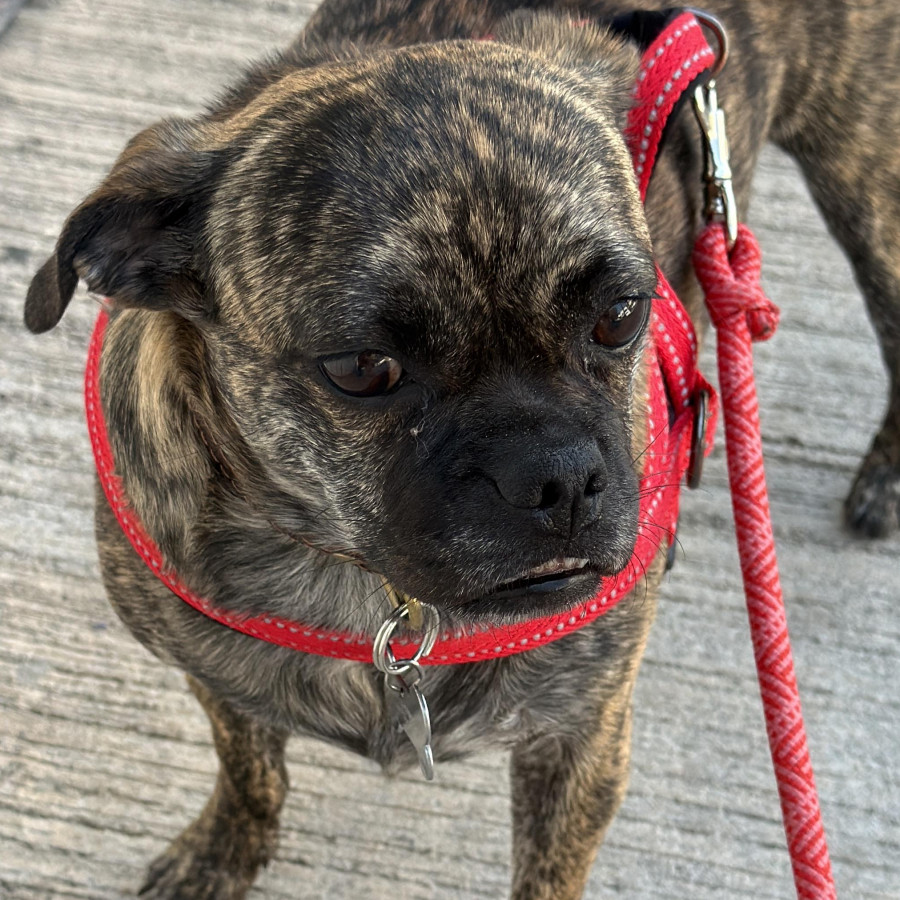 YODA | Raza Mestiza, cruza de Pug | Perdida