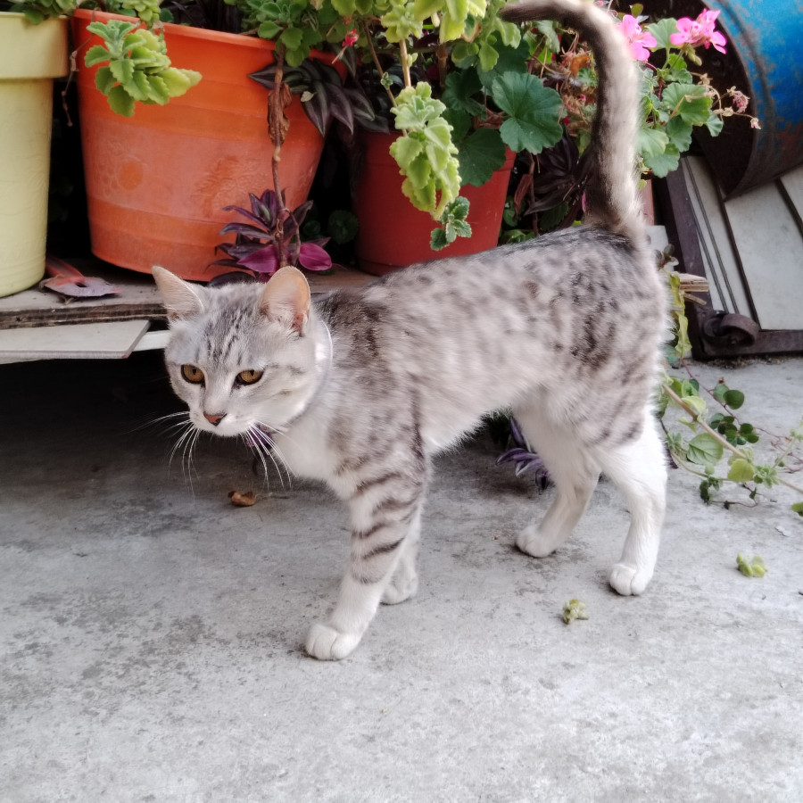 LAYLA | Raza Doméstico Américano de Pelo Corto | En Adopción