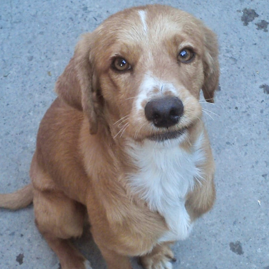 TOBY | Raza Mestizo, cruza de Cocker Spaniel | Perdido