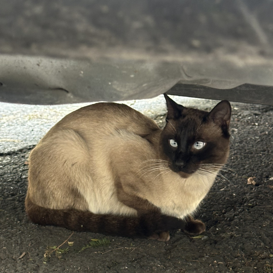  | Raza Siamés Punto Foca | Encontrado