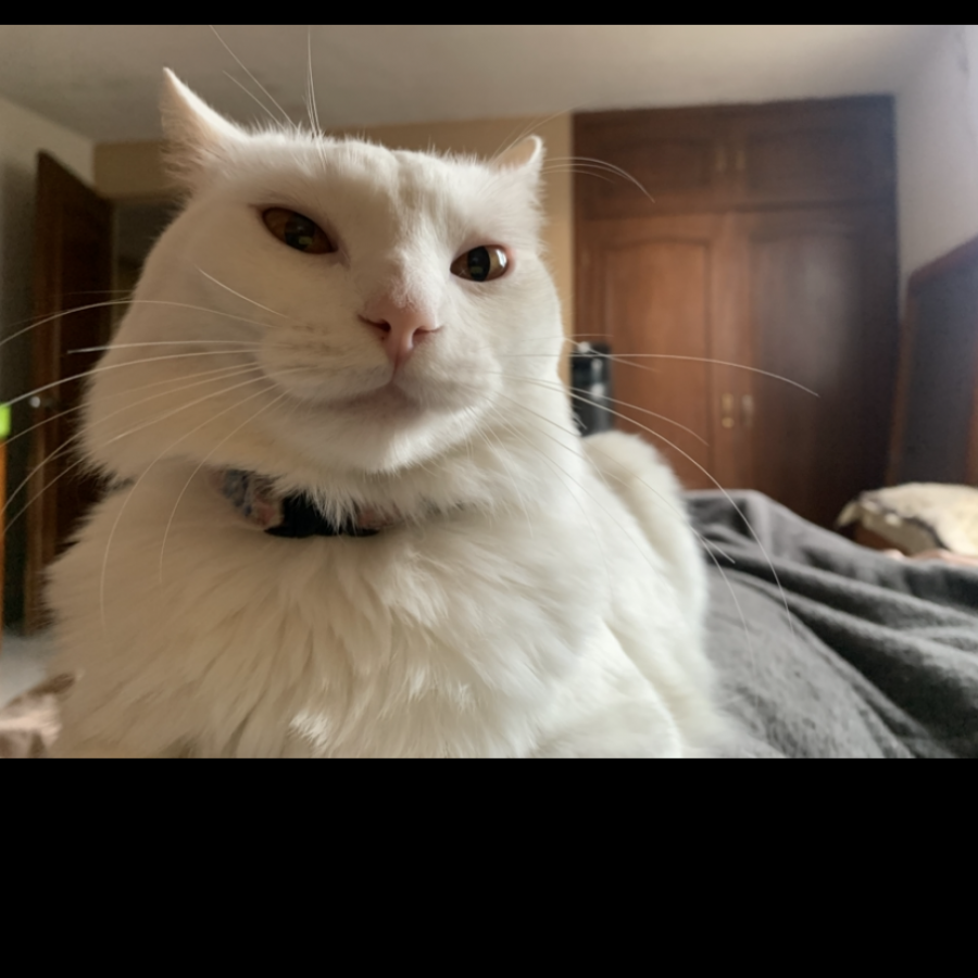 GATA MAMÁ | Raza Angora Turco | Perdida