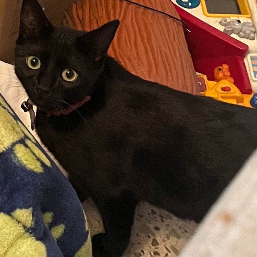 CELINE | Raza Bombay | Perdida