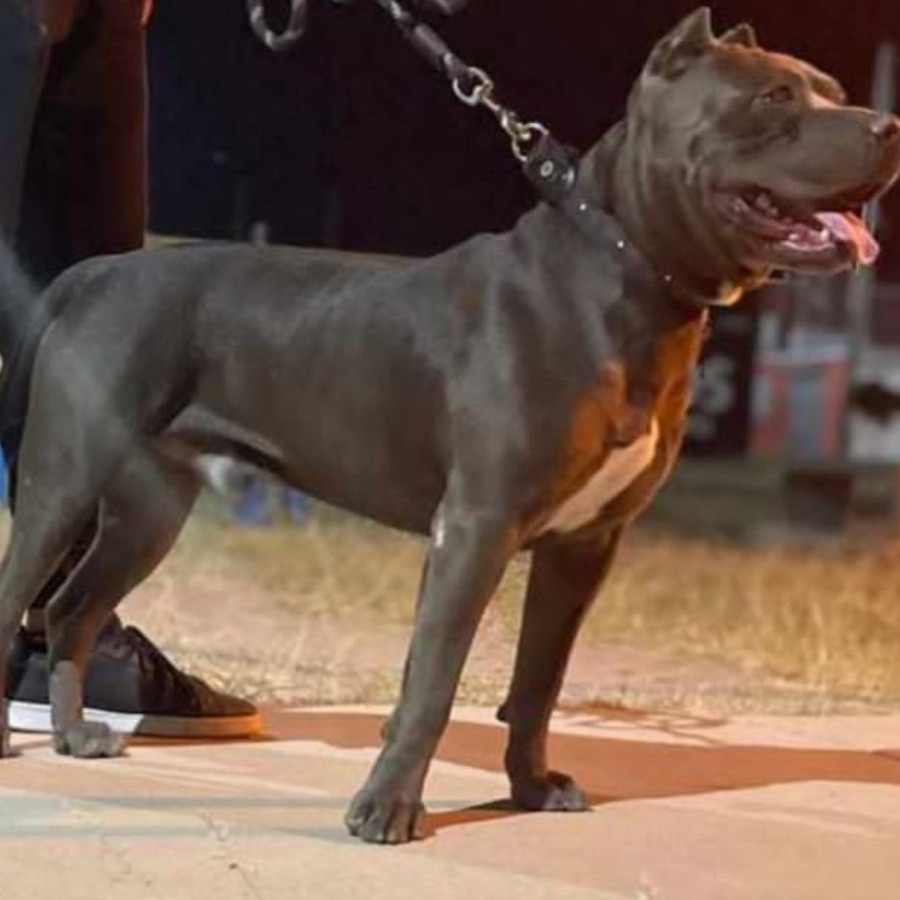 ZEUS | Raza American Pitbull Terrier | Perdido