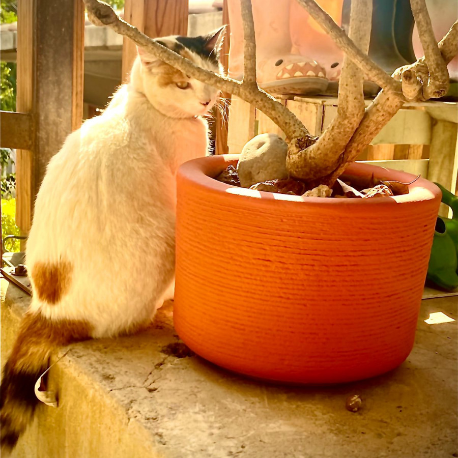 TONALLI O CROISSANT | Raza Calicó carey de Pelo corto | Perdida