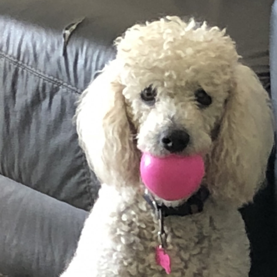 OLIVER | Raza Mestizo, cruza de French Poodle con Maltés,  (Maltipoo) | Perdido