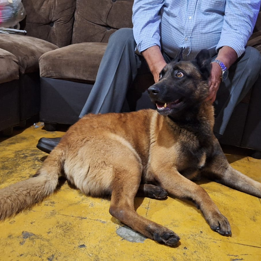 LOBO | Raza Pastor Belga Maliniois | Perdido