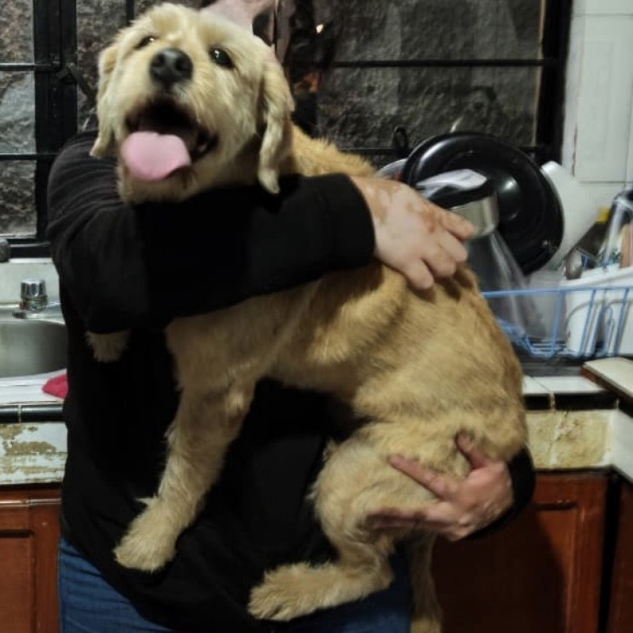 CANDY | Raza Mestiza, cruza de Maltés con Labrador | Perdida