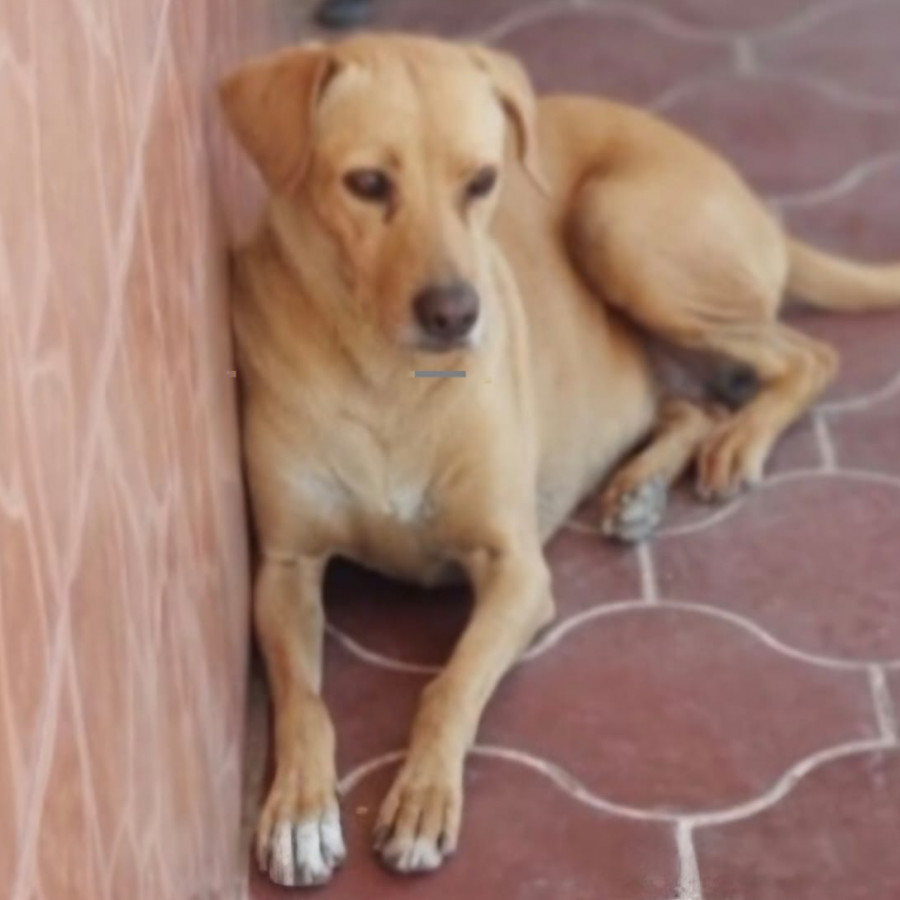 NIÑA | Raza Mestiza | Perdida