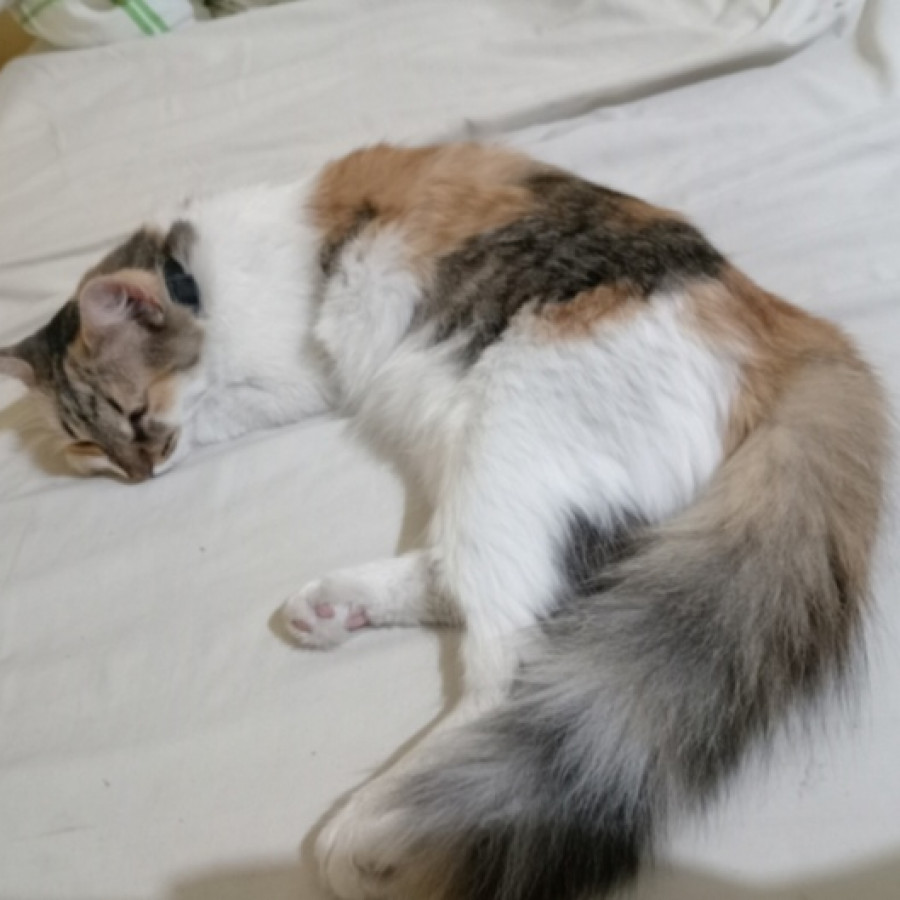 DUQUESA | Raza Calicó de pelo semilargo | Perdida