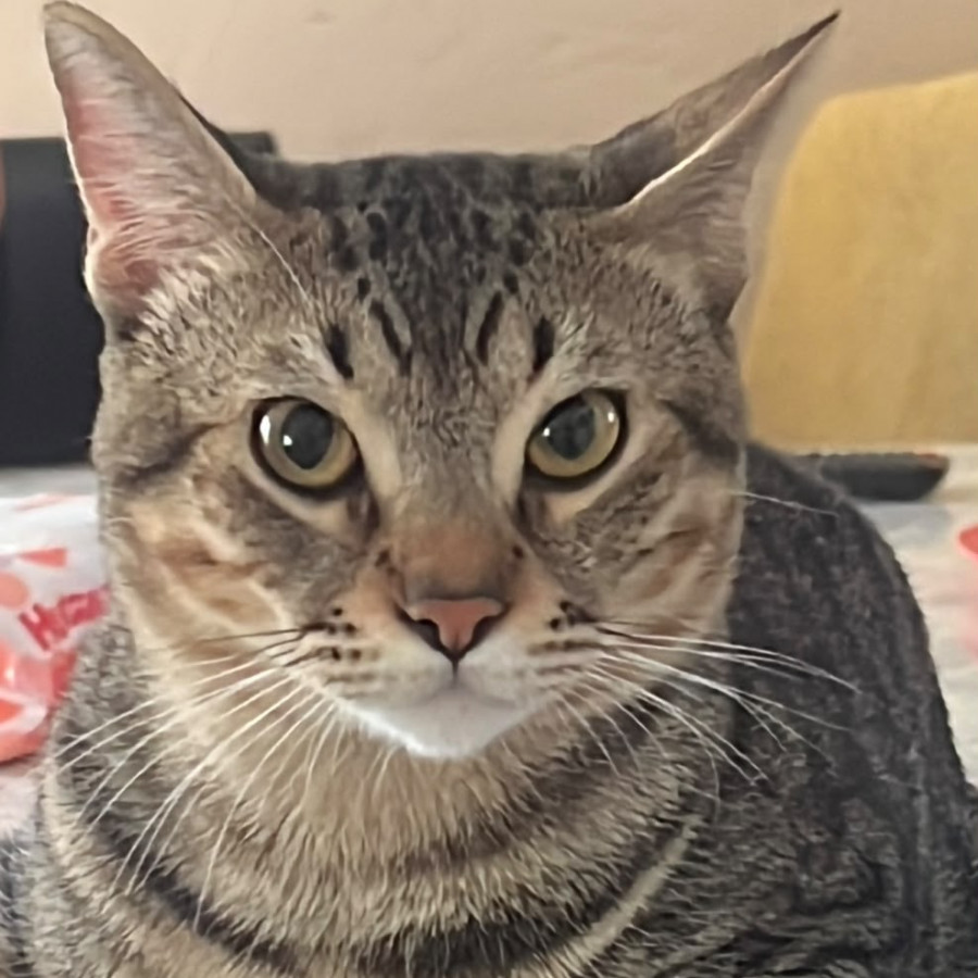 MUFASA | Raza Doméstico Américano de Pelo Corto | Perdido