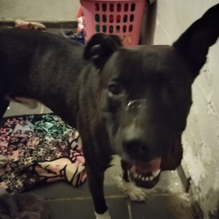  | Raza American Pitbull Terrier | Encontrado