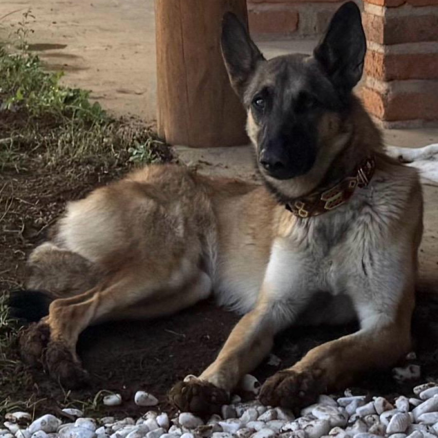 SIRÍ | Raza Pastor Belga Maliniois | Final Feliz