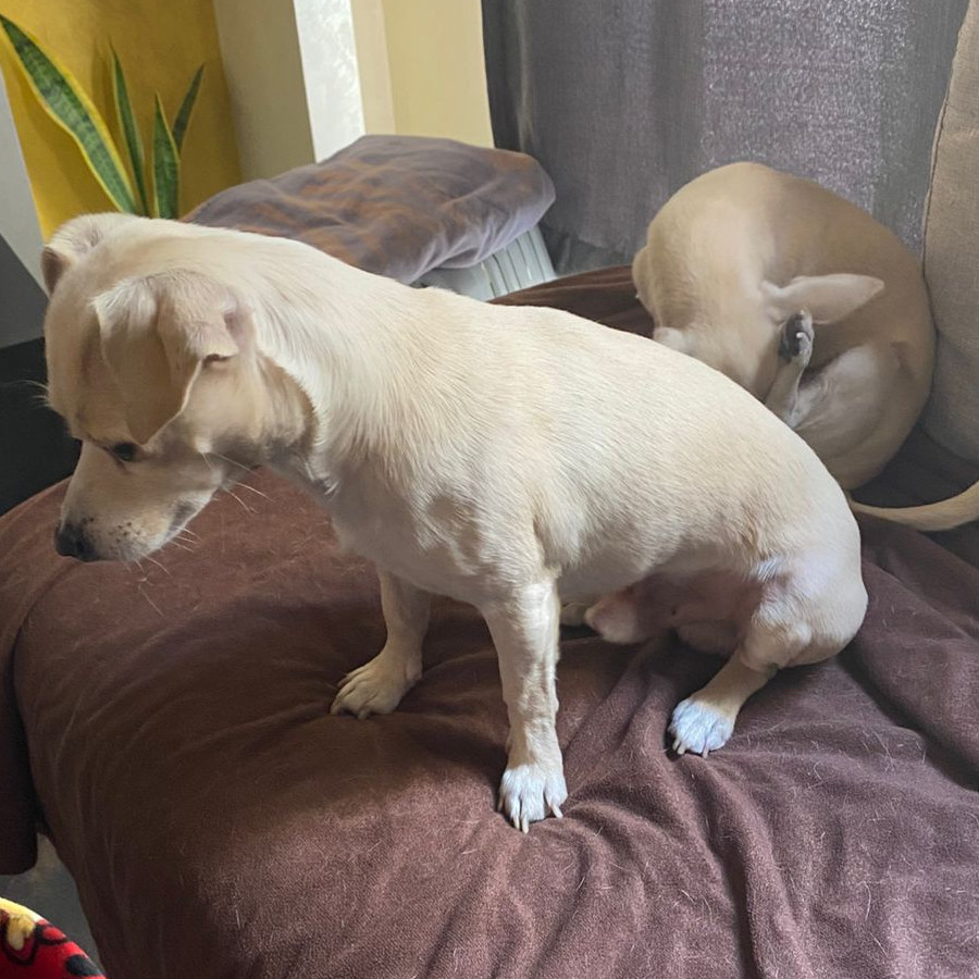 NACHITO | Raza Chihuahua | Perdido
