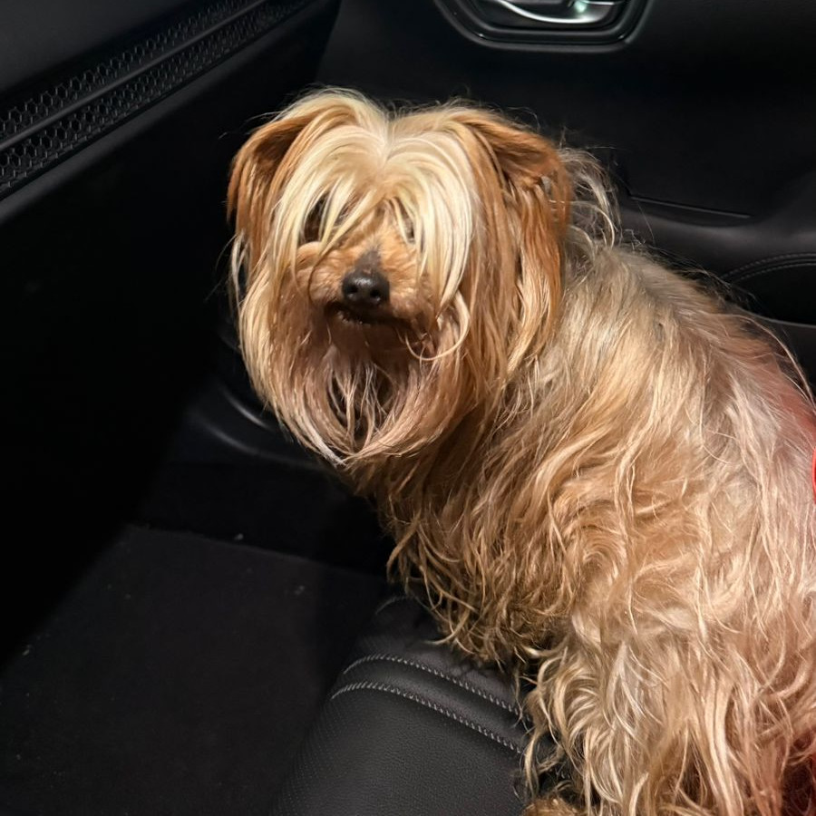  | Raza Yorkshire Terrier (Yorkie) | Final Feliz