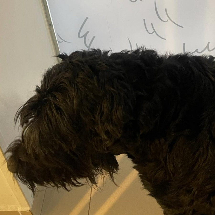PINGO | Raza Mestizo, cruza de Schnauzer Gigante | Final Feliz