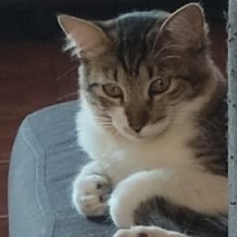 NALA | Raza Doméstico Americano de pelo semilargo | Perdida