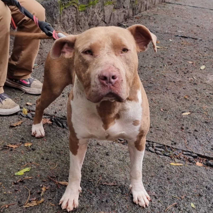  | Raza American Pitbull Terrier | Encontrado