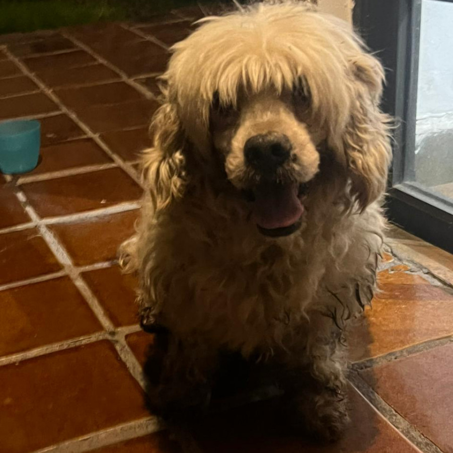  | Raza Mestizo, cruza de Cocker con Poodle, (Cockapoo) | Final Feliz