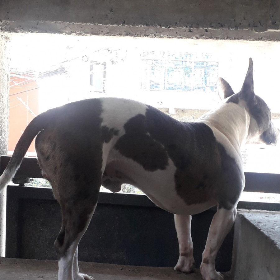 MANCHAS | Raza American Pitbull Terrier | Final Feliz