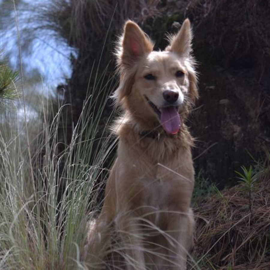 KALU | Raza Mestiza,  cruza de Golden Retriever con Border Collie | Final Feliz