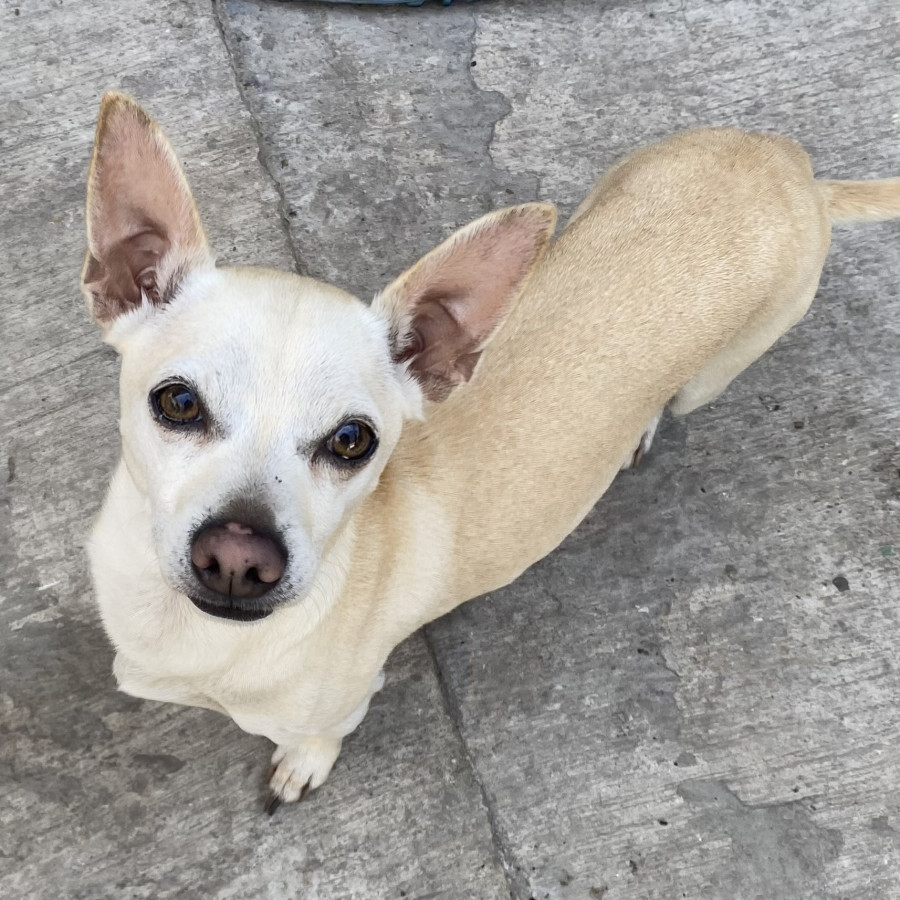 PINKY | Raza Chihuahua | Perdido