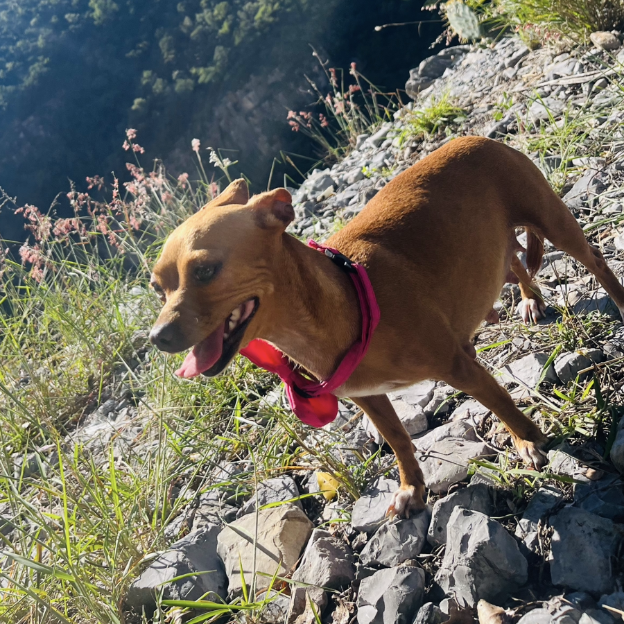 PRISCA | Raza Chihuahua | Perdida