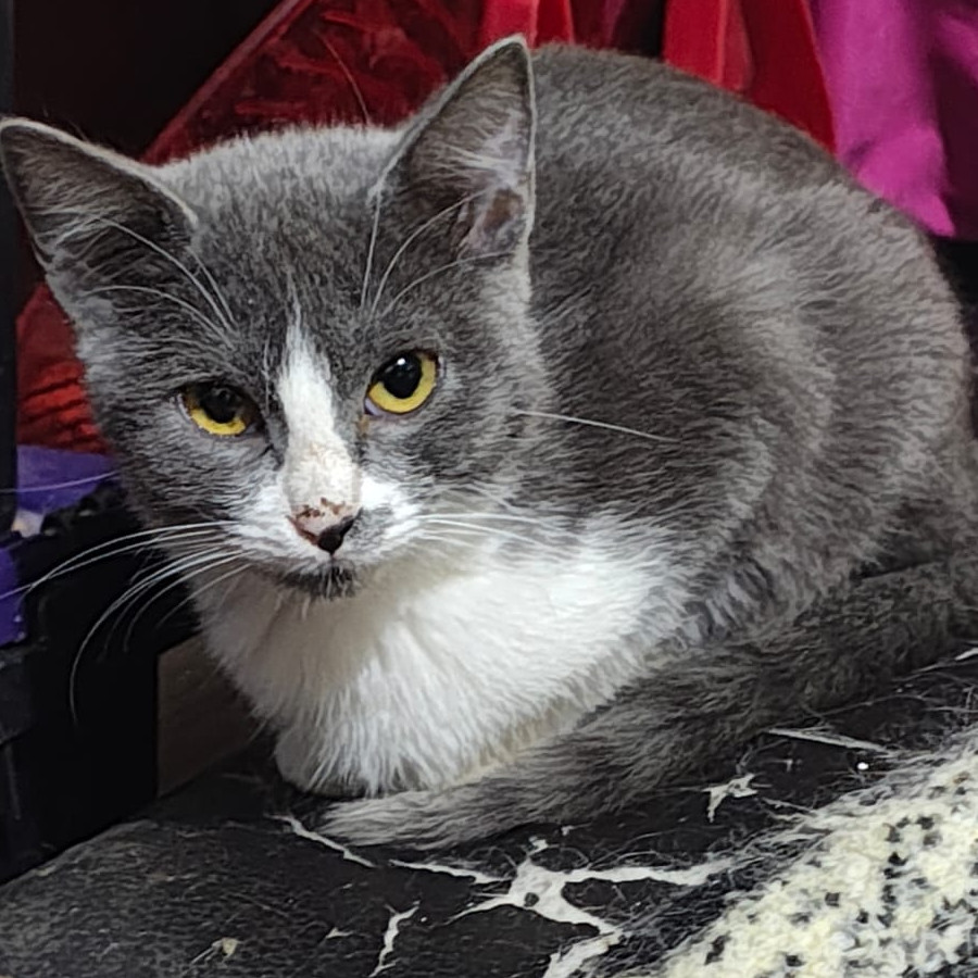 VIVIAN | Raza Doméstico Américano de Pelo Corto | Perdida