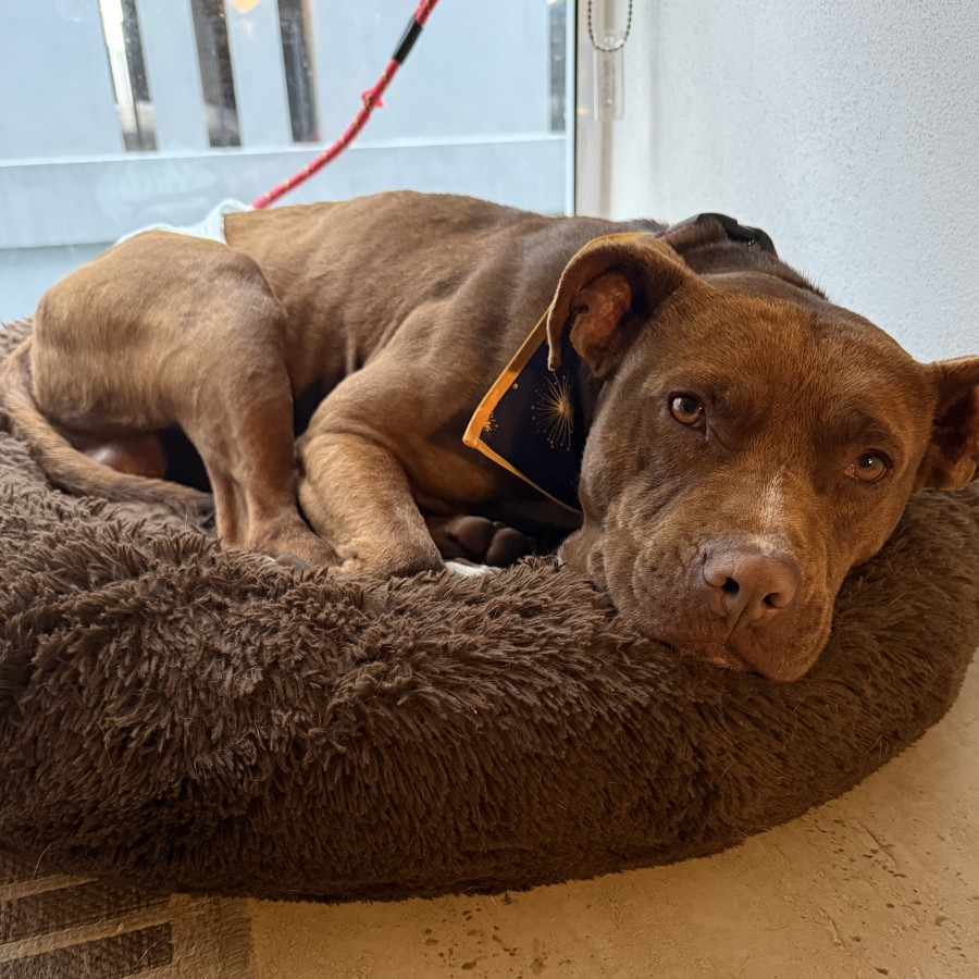 CHOCO | Raza American Pitbull Terrier | En Adopción