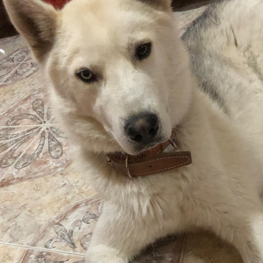 OSLO | Raza Husky Siberiano | Perdido