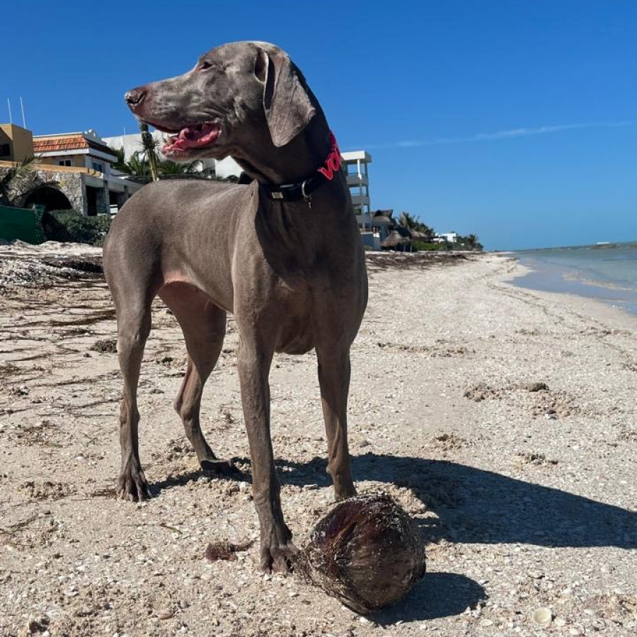 VOLTA | Raza Weimaraner  | Final Feliz