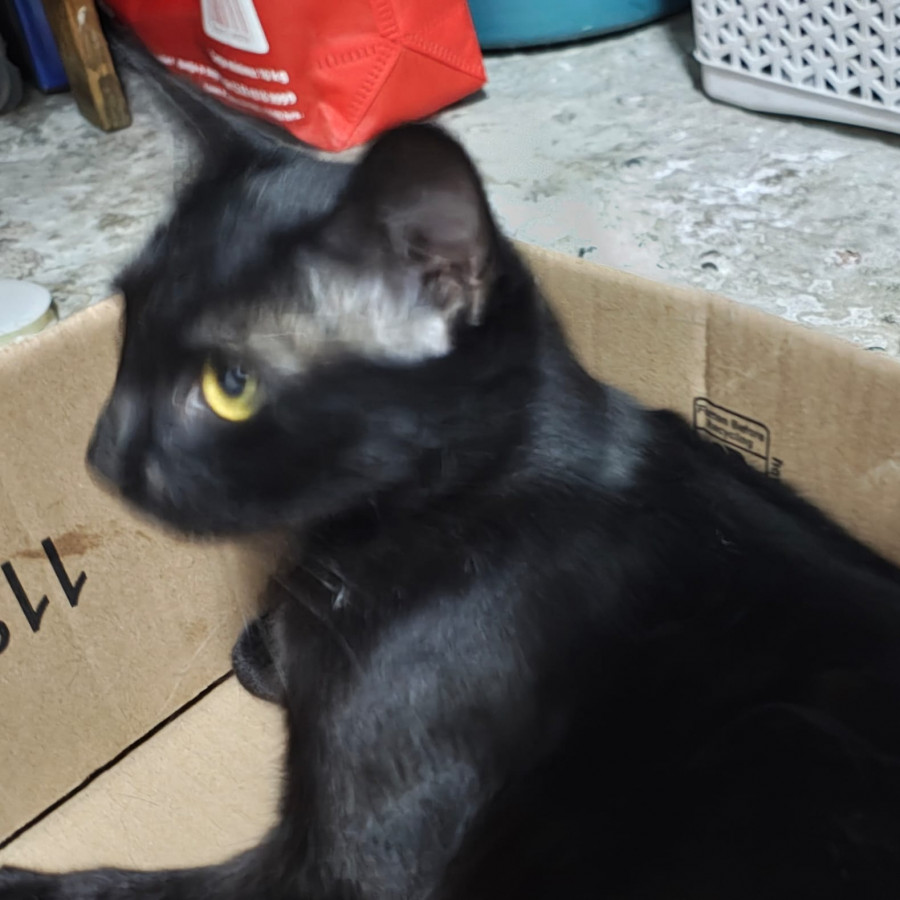 SOMBRA | Raza Bombay | Perdida