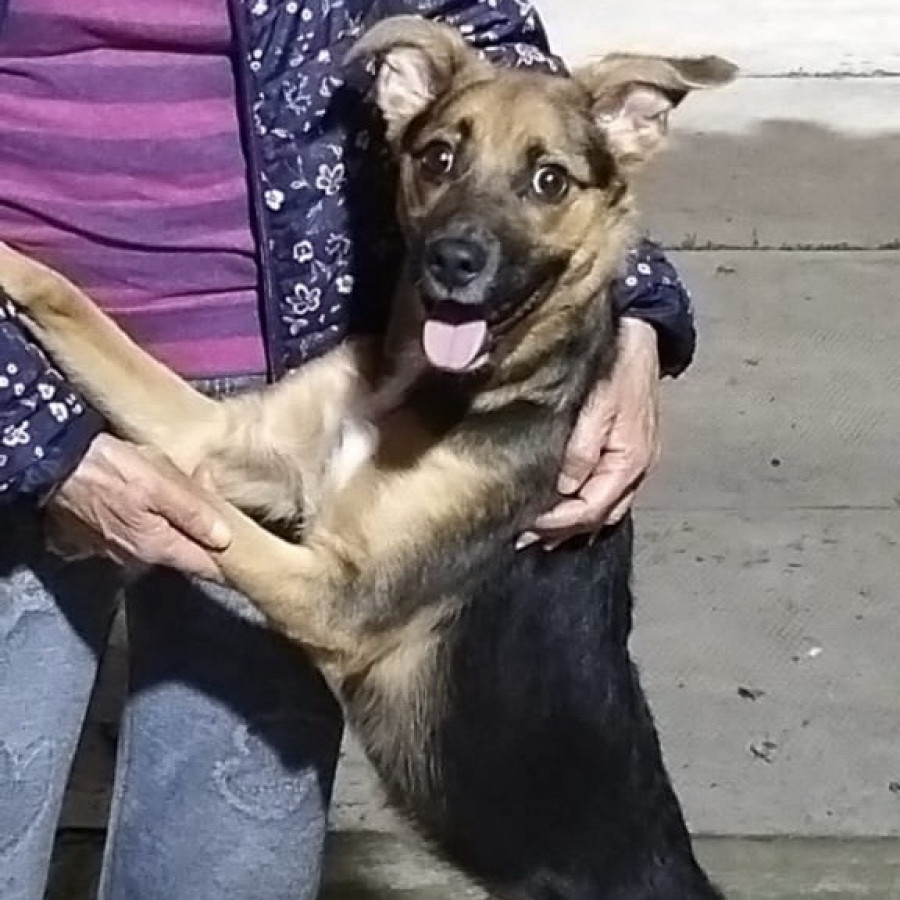PICASSO | Raza Mestizo | En Adopción