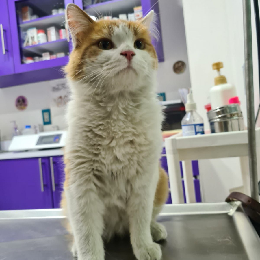 IKKI | Raza Doméstico Americano de Pelo Semilargo | Perdido