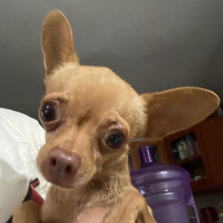 ABÚ | Raza Chihuahua | Perdido