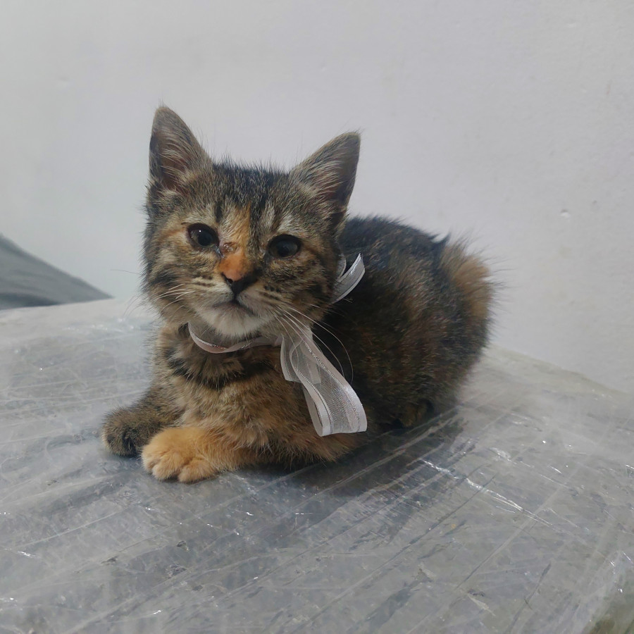 FLAMITA | Raza Doméstico Americano de pelo corto | En Adopción