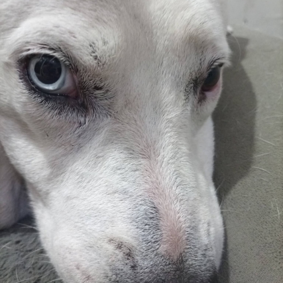 MARSHALL | Raza American Pitbull Terrier | Perdido