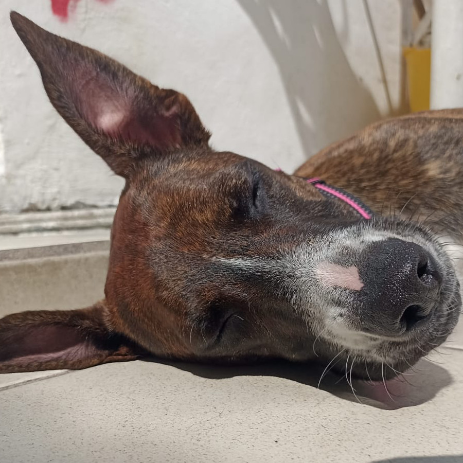 RAMITA | Raza Mestiza, cruza de American Pitbull Terrier con Bóxer | Final Feliz