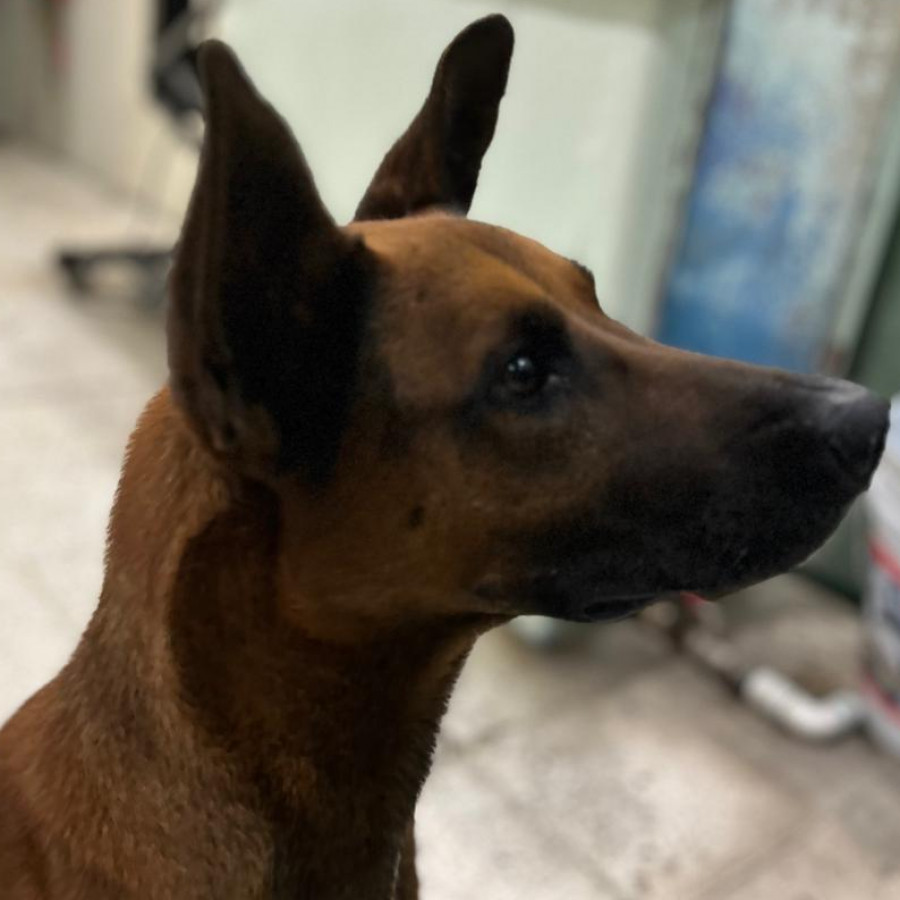 DANTE | Raza Mestizo,  cruza de Pastor Belga | En Adopción