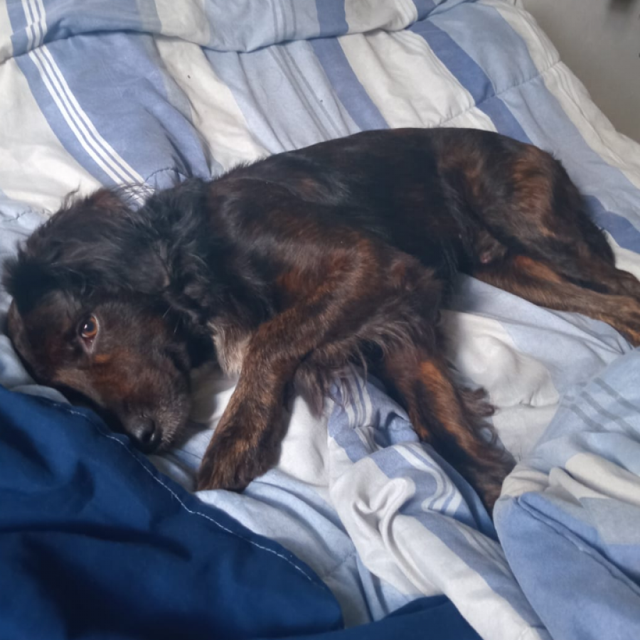 OSO | Raza Mestizo, cruza de Setter Irlandés | Perdido