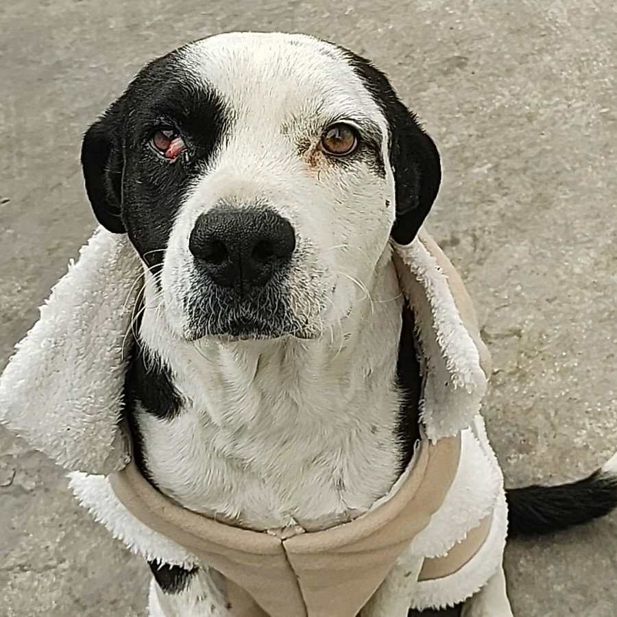 ROKO | Raza Mestizo , cruza de American Pitbull Terrier | Perdido