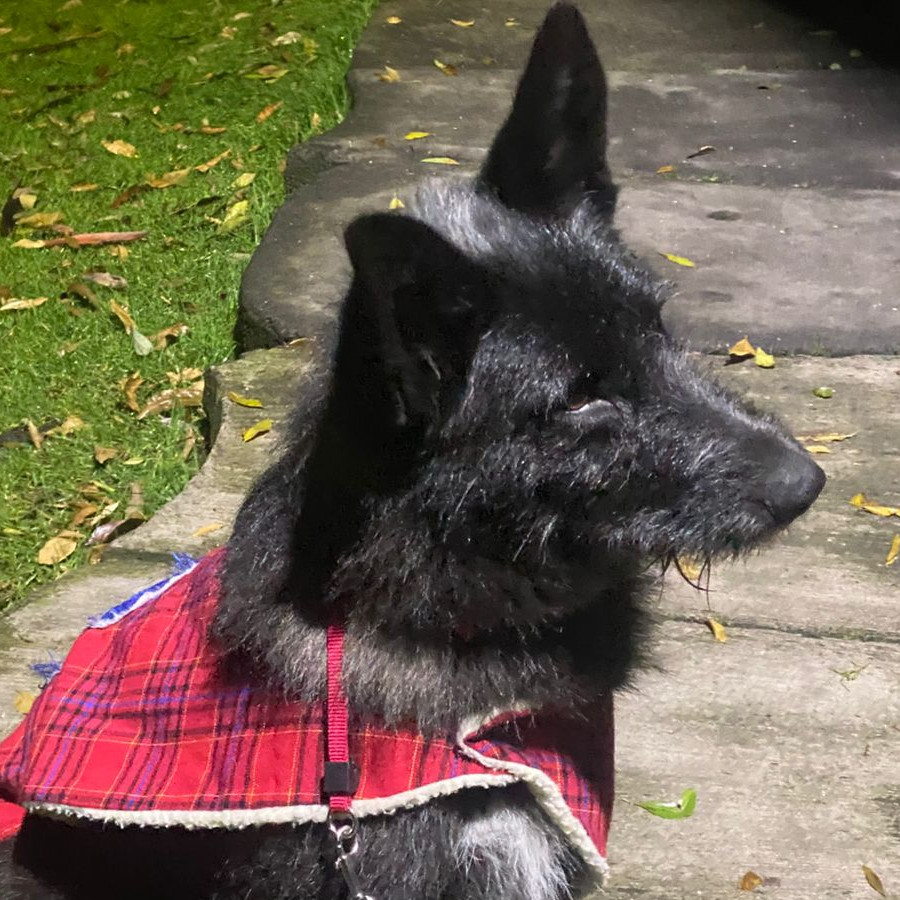  | Raza Mestiza, cruza de Pastor Belga Malinois con Pastor Alemán | Encontrada